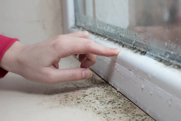 Best Mold-Related Health Consultation  in Carver, MN